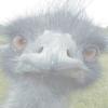 Lesser Known Emu