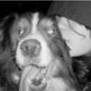My dead dog/