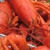I LOVE TO EAT LOBSTER!!!!!!!!!!!!!

The best part of Maine!